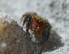 Euophrys rufibarbis